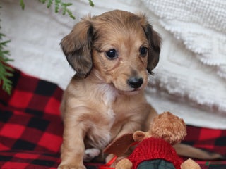 Miniature Dachshund dogs Holly - Ad 22