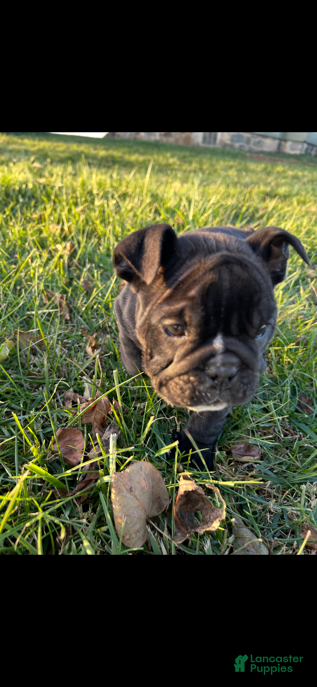 English Bulldog dogs for sale: Lucy - Ad 26