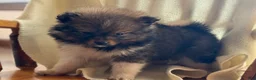 Pomeranian dogs for sale: Keisha - Ad 3