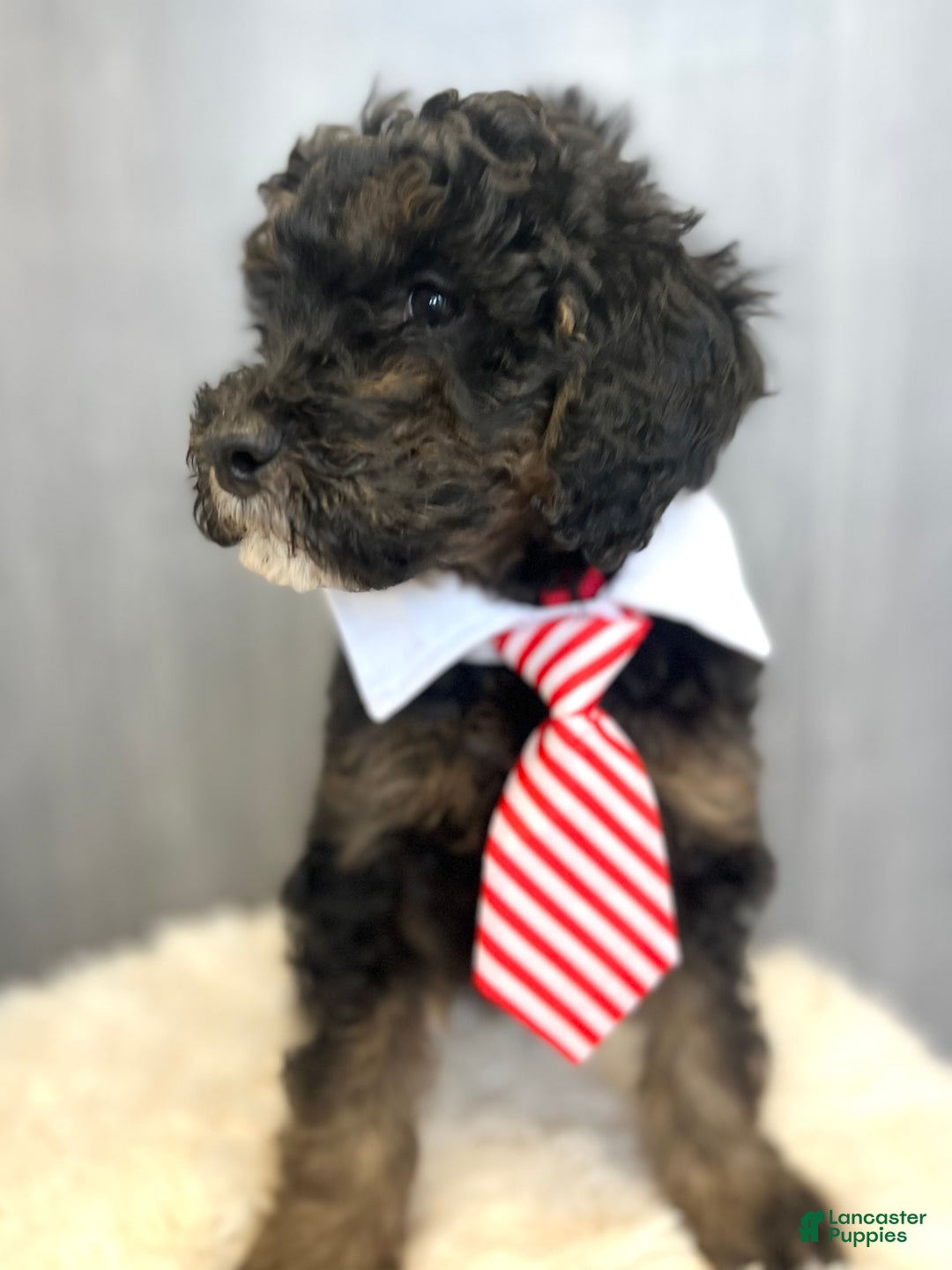 Goldendoodle dogs for sale: Mac - Ad 2