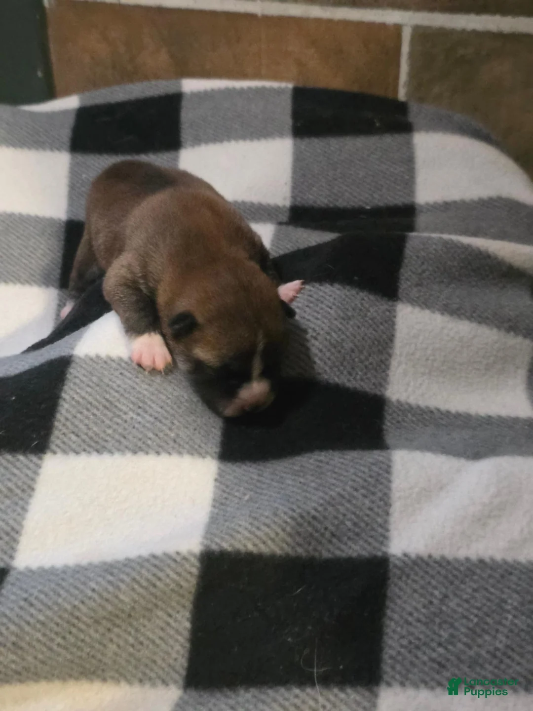 Shiba Inu dogs for sale: Shiba Inu 5 - Ad 1