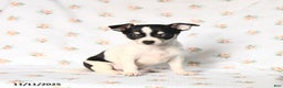 Chihuahua dogs for sale: Mandy - Ad 2