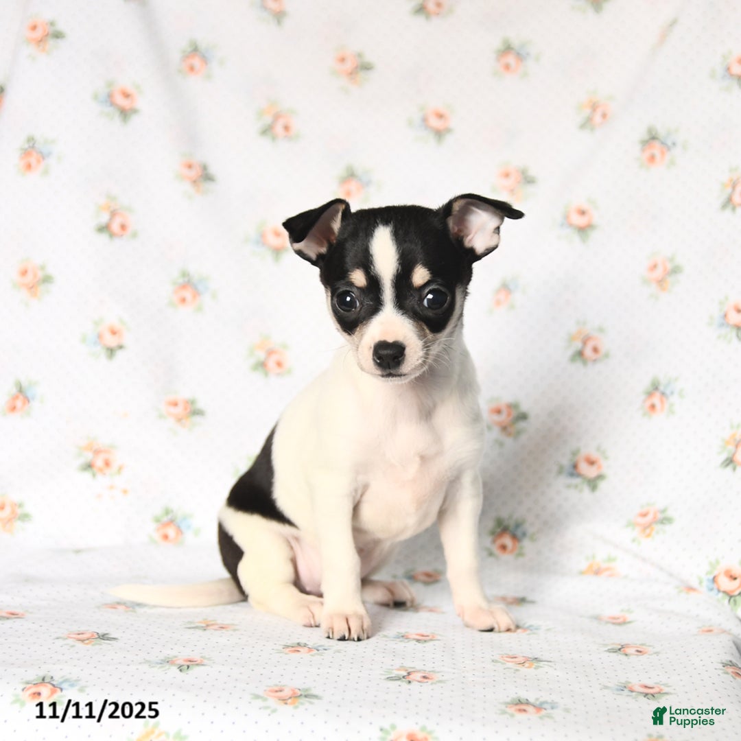 Chihuahua dogs for sale: Mandy - Ad 2