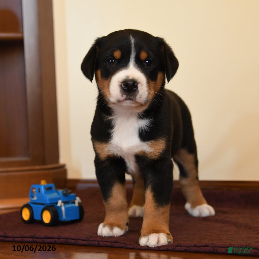 Quigley (Greater Swiss Mountain Dog, Male) in Manheim, PA