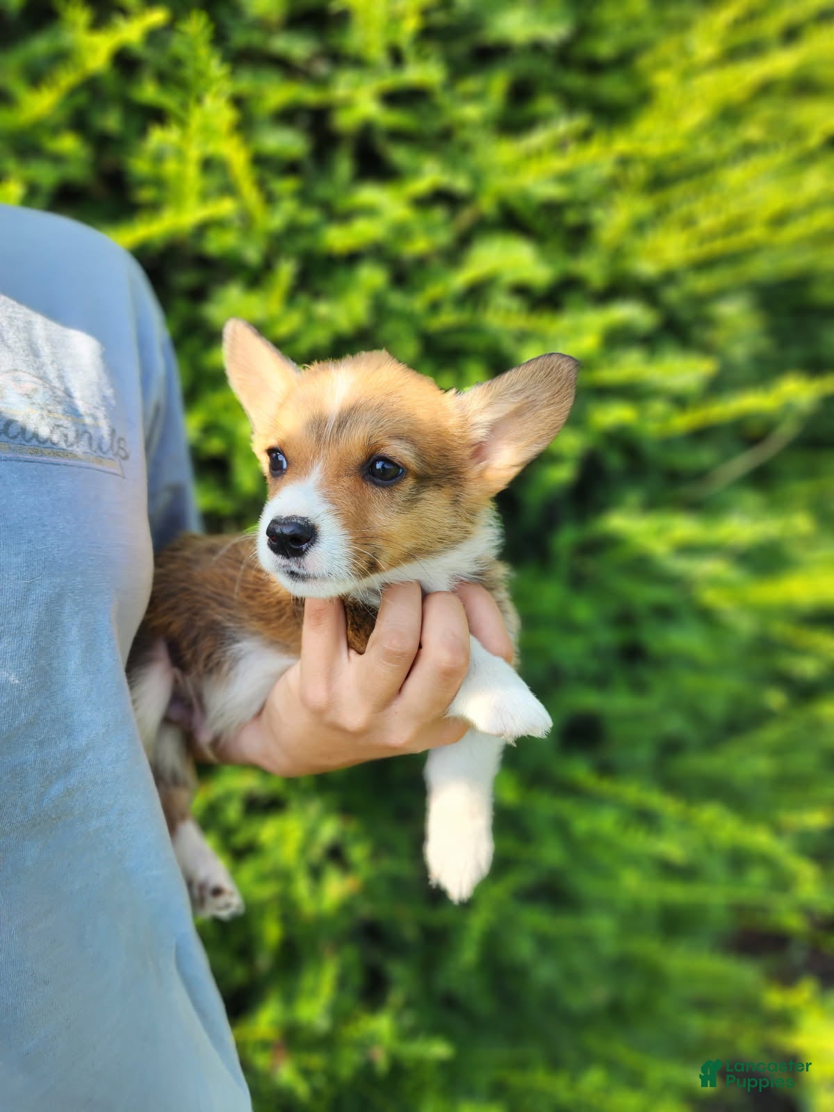 Welsh Corgi Pembroke dogs for sale: Birch - Ad 1