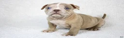 American Bully dogs for sale: Lilac Merle Female - Ad 3