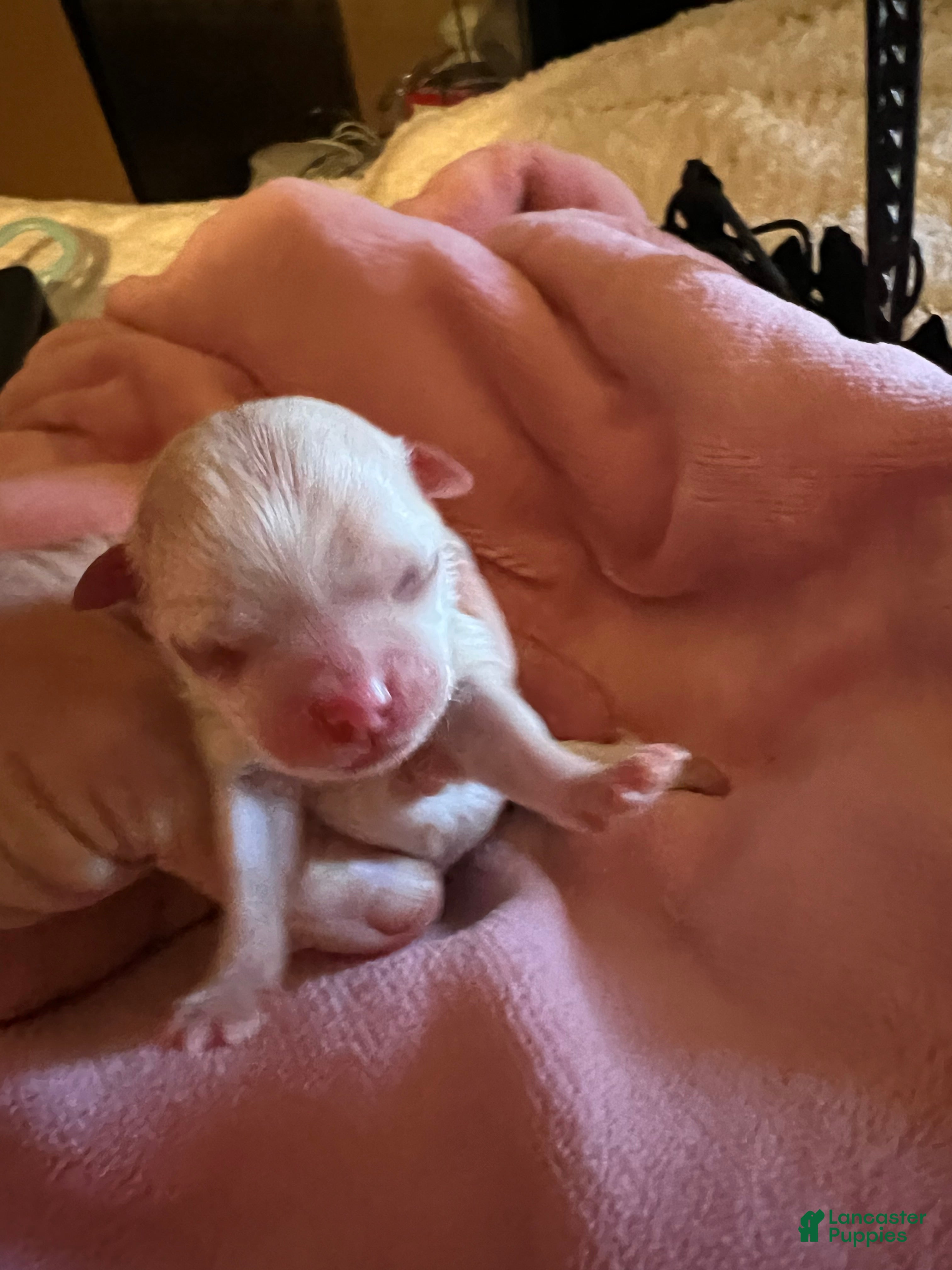 Maltese dogs Mira - Ad 2