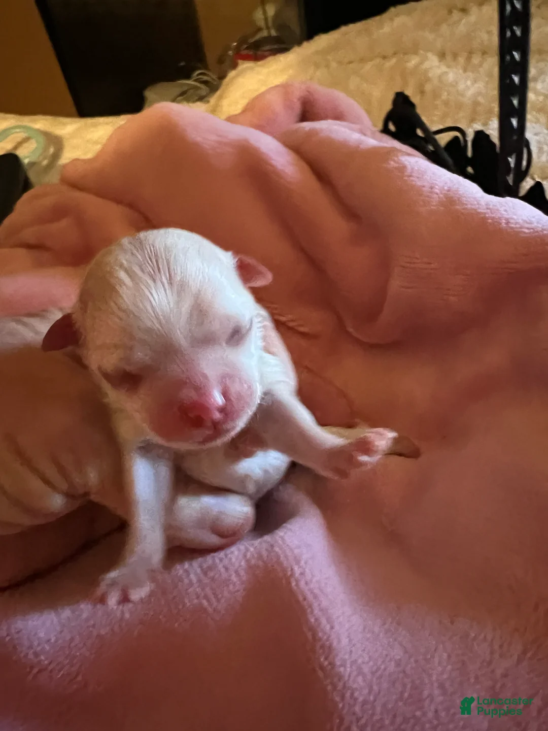 Maltese dogs for sale: Mira - Ad 2