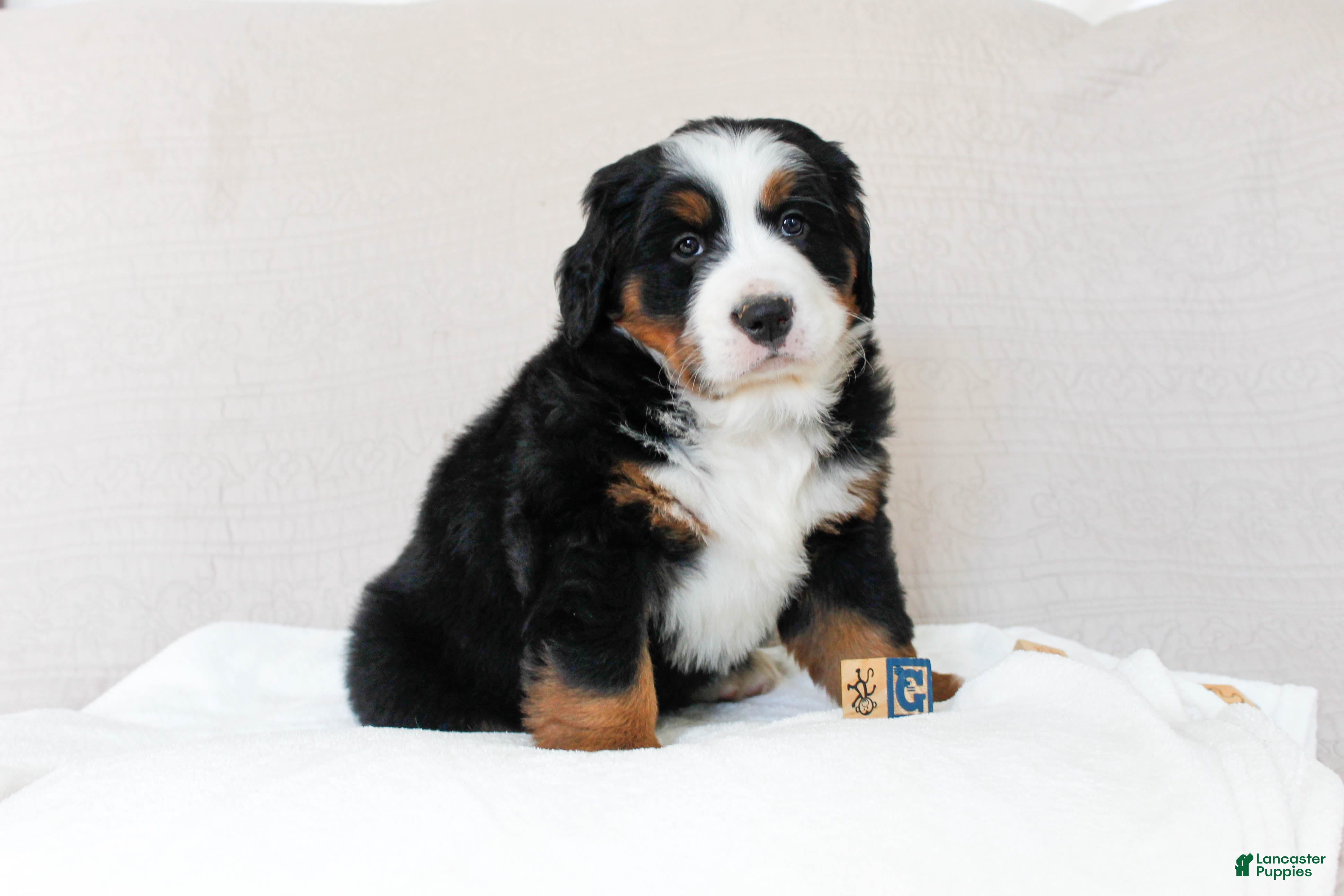Bernese Mountain Dog dogs June - Ad 11