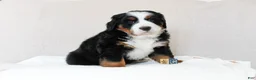 Bernese Mountain Dog dogs for sale: June - Ad 1