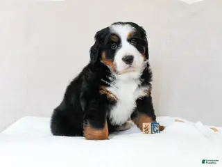 Bernese Mountain Dog dogs June - Ad 11