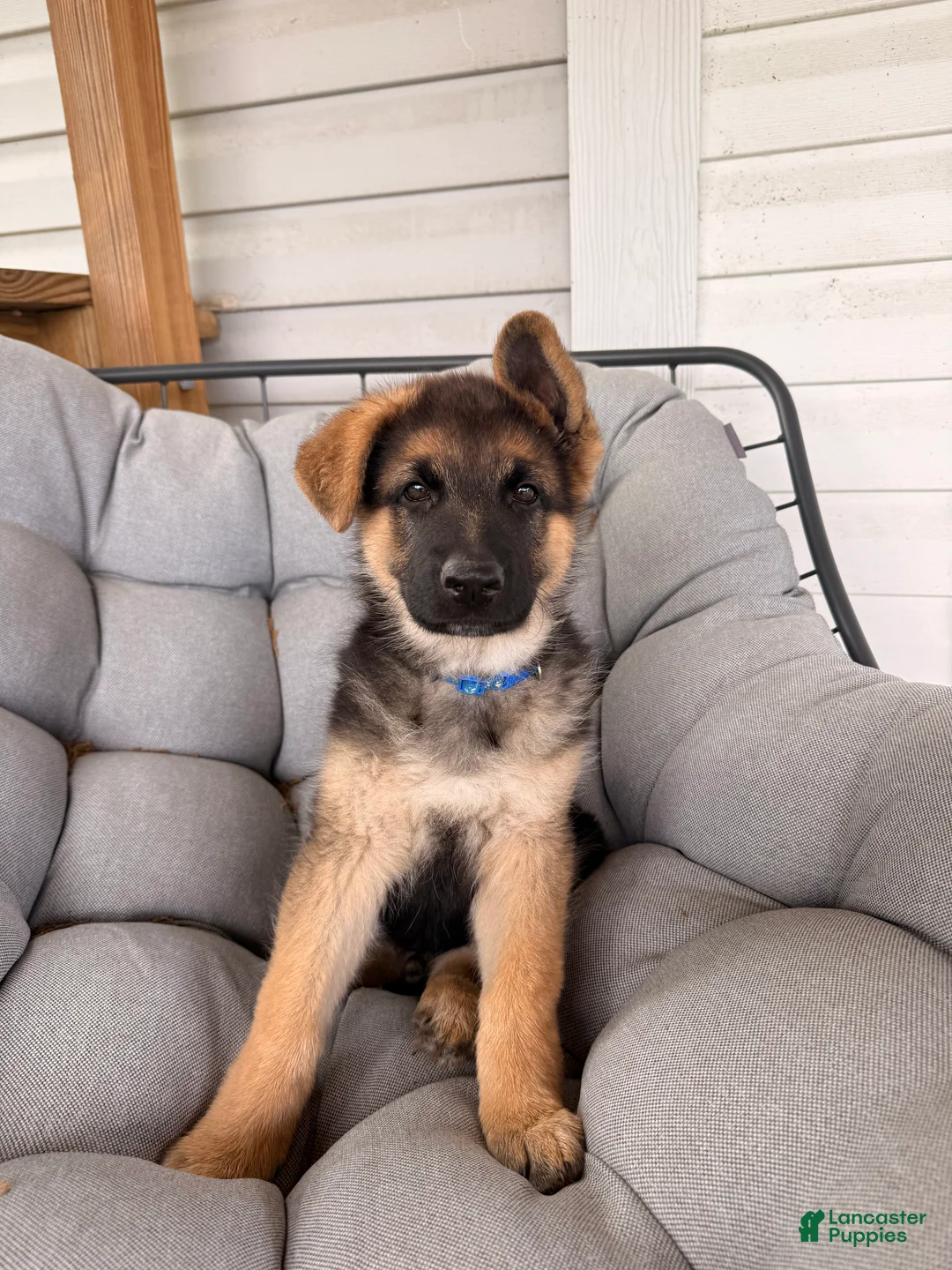 German Shepherd dogs for sale: Harley - Ad 2