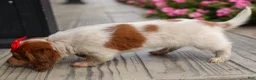 Miniature Dachshund dogs for sale: OSCAR - Ad 9