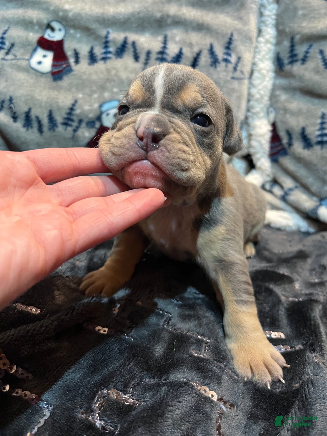 Olde English Bulldogge dogs for sale: Grizz - Ad 2