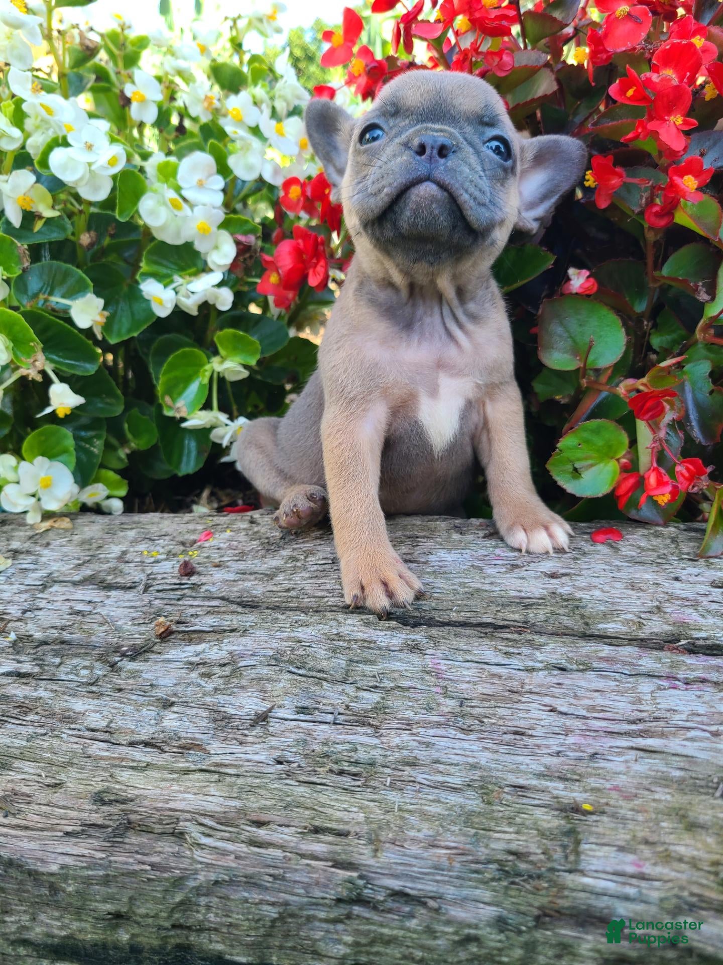 Frenchton dogs Mia - Ad 2