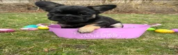 French Bulldog dogs for sale: French Bulldog Puppy 1 - Ad 5