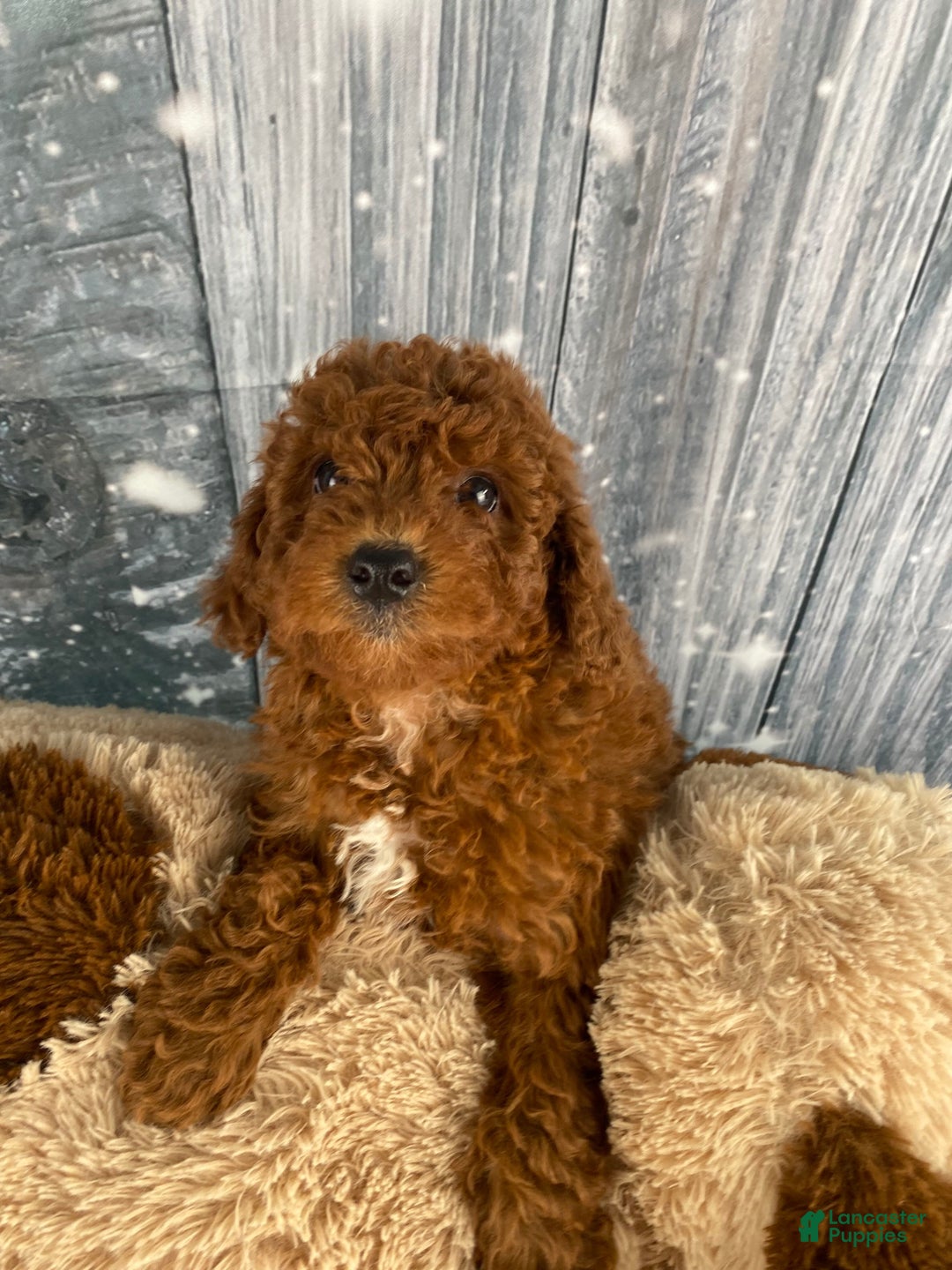 Miniature Poodle dogs for sale: Winnie - Ad 6