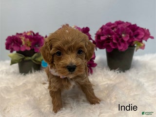 Maltipoo dogs Indie - Ad 37
