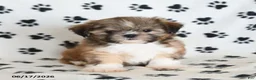 Shih Tzu dogs for sale: Riley - Ad 3