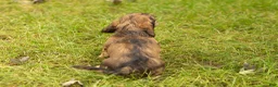 Miniature Dachshund dogs for sale: Silas  - Ad 5