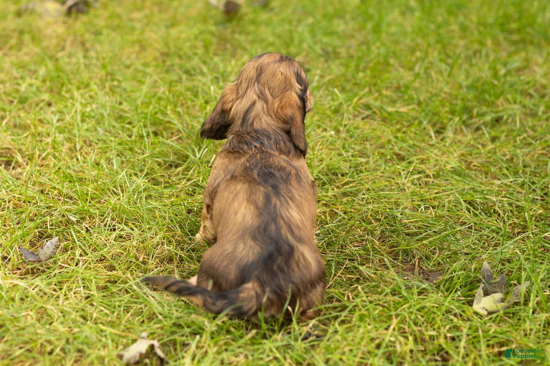 Miniature Dachshund dogs for sale: Silas  - Ad 5