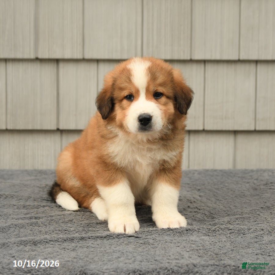 Mixed Breed dogs Rita - Ad 1