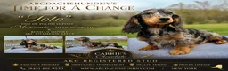 Miniature Dachshund dogs for sale: Polish/Russian Dapple AKC - Ad 1