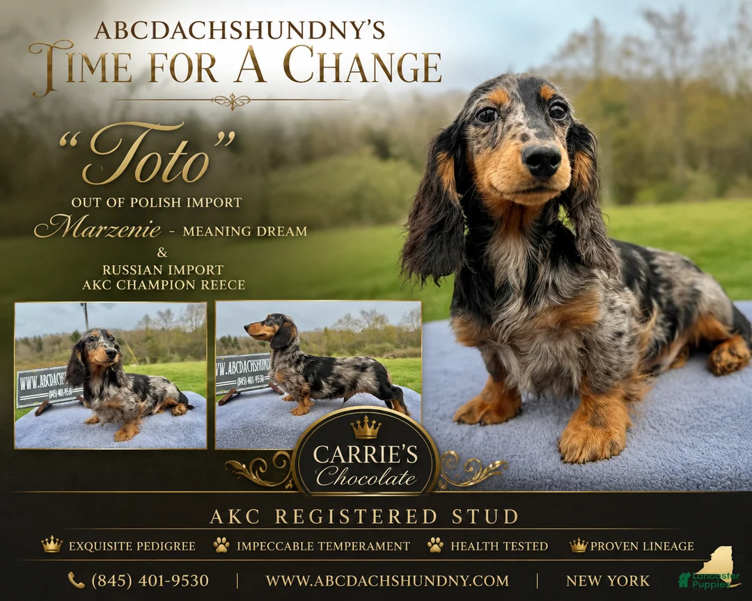 Miniature Dachshund dogs for sale: Polish/Russian Dapple AKC - Ad 1