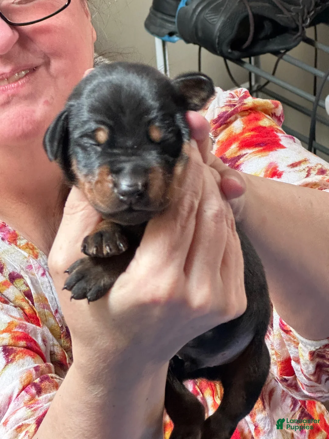 Doberman Pinscher dogs for sale: Rumi - Ad 1