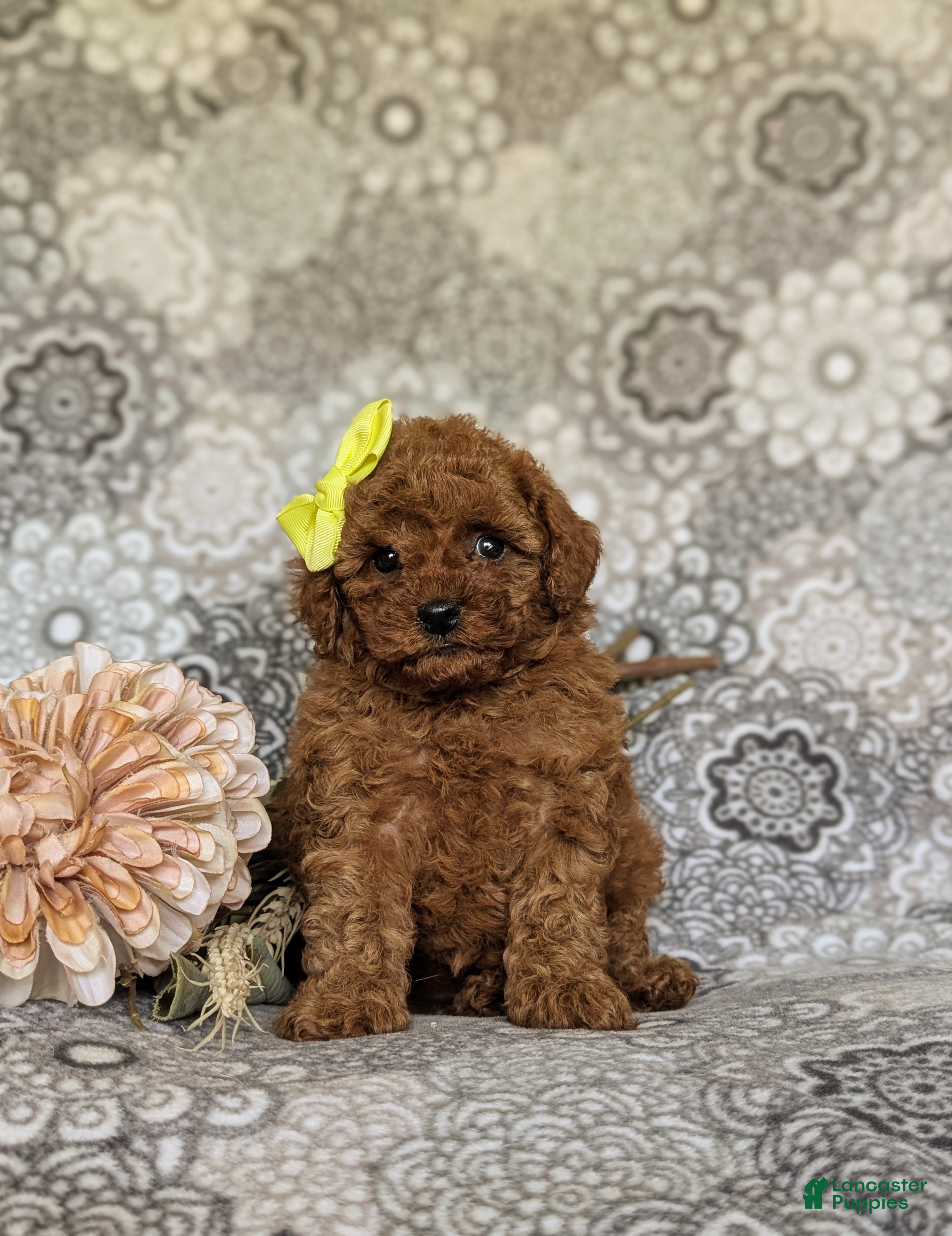 Toy Poodle dogs Mariana 9 lbs Full Grown - Ad 2