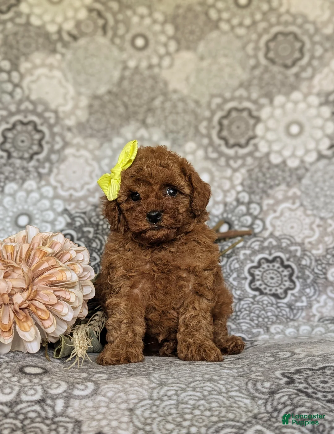 Toy Poodle dogs for sale: Mariana 9 lbs Full Grown - Ad 2