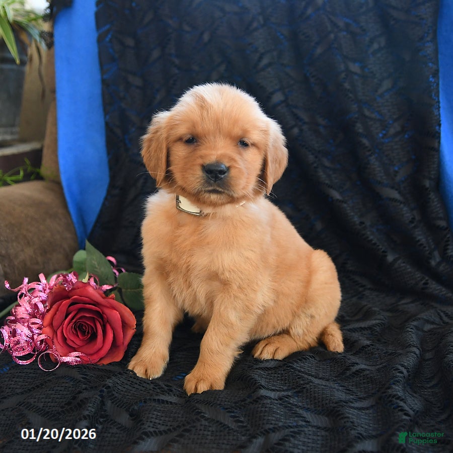 Golden Retriever dogs Jenny - Ad 2