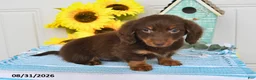 Miniature Dachshund dogs for sale: Dasher - Ad 3