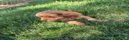 Cavapoo dogs for sale: Daisy - Ad 7