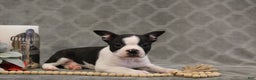 Boston Terrier dogs for sale: Chance - Ad 2