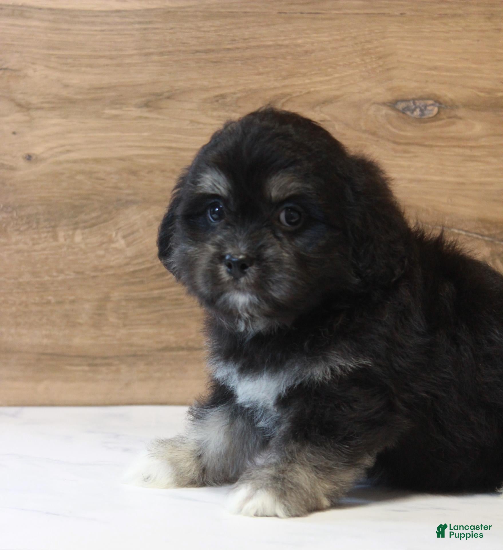 Rune (Shichon, Male) in Coshocton, OH
