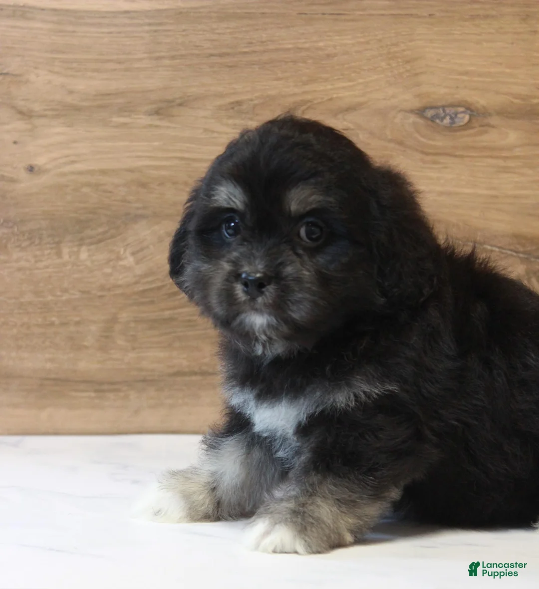 Teddy Bear dogs for sale: Rune - Ad 1