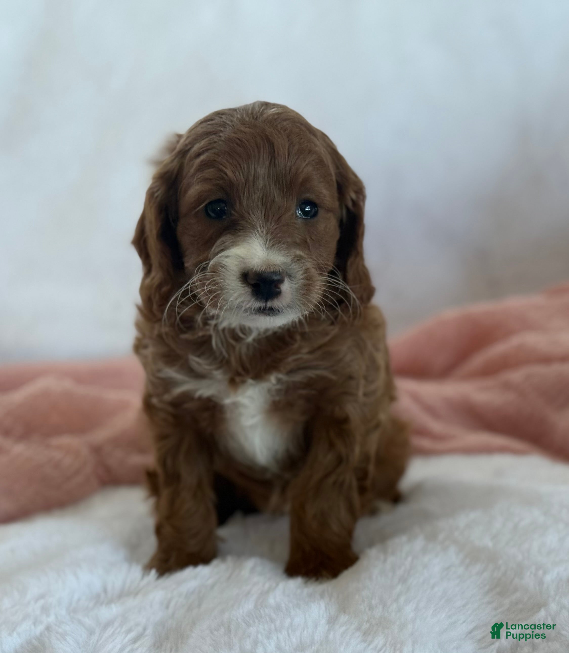 Cavapoo dogs Aspen  - Ad 2