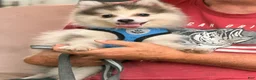 Pomsky dogs for sale: Drake - Ad 4