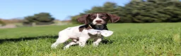 German Shorthaired Pointer dogs for sale: Ammo - Ad 5