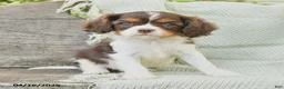 Cavalier King Charles Spaniel dogs for sale: Tammy - Ad 4