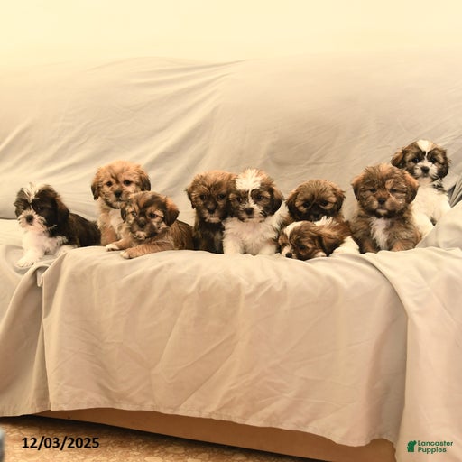 Gallery Image {{count}}