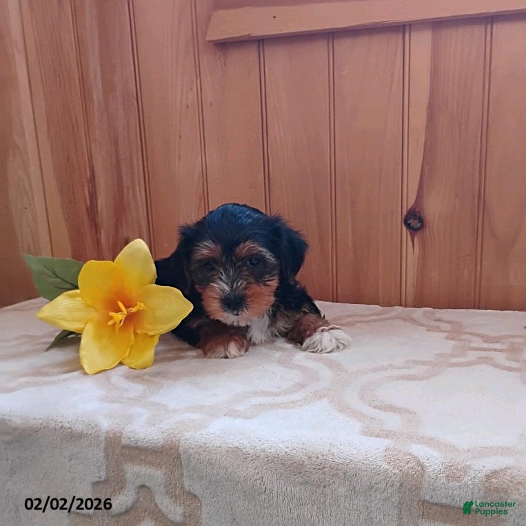 Yorkshire Terrier dogs Axton - Ad 37