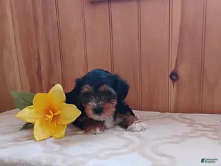 Yorkshire Terrier dogs Axton - Ad 5