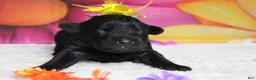 Schnoodle dogs for sale: Cabernet  - Ad 1