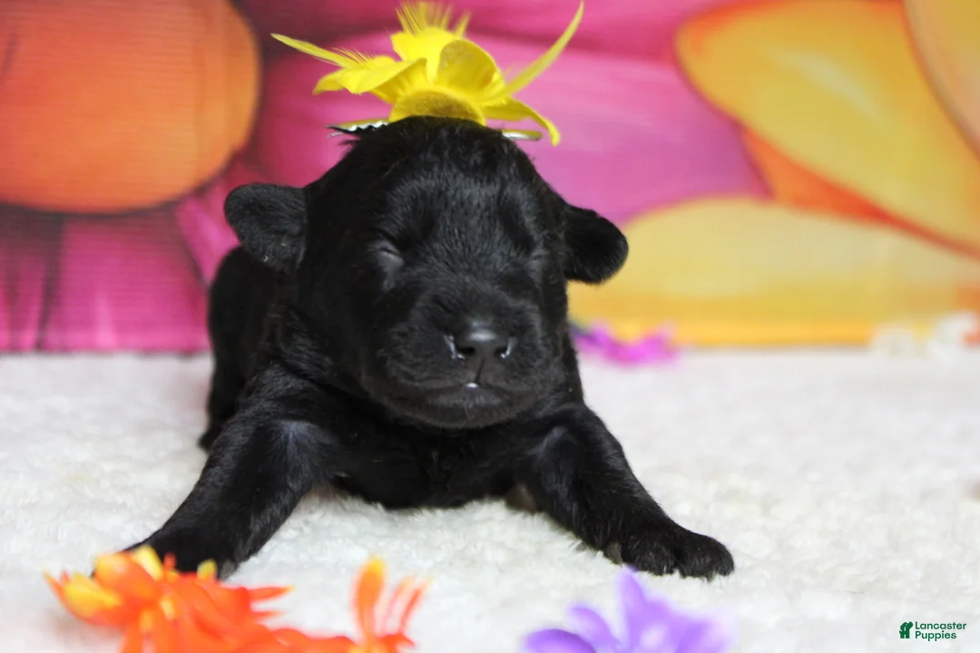 Schnoodle dogs for sale: Cabernet  - Ad 1