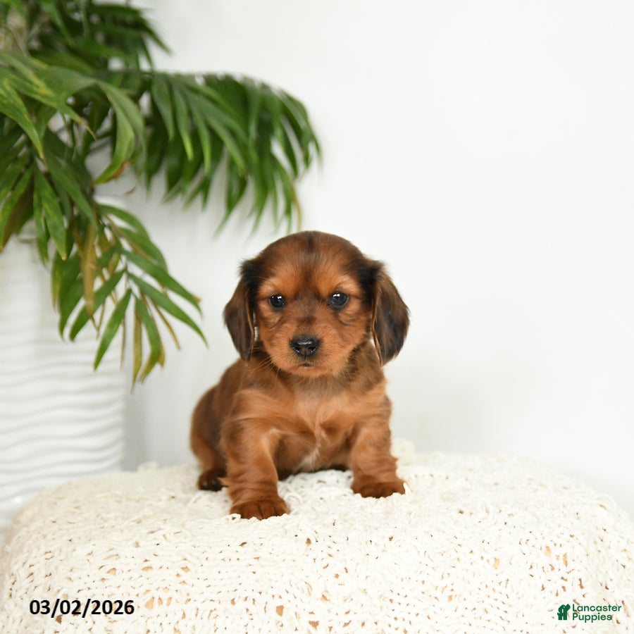 Miniature Dachshund dogs Jemmie - Ad 1