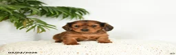Miniature Dachshund dogs for sale: Jemmie - Ad 1
