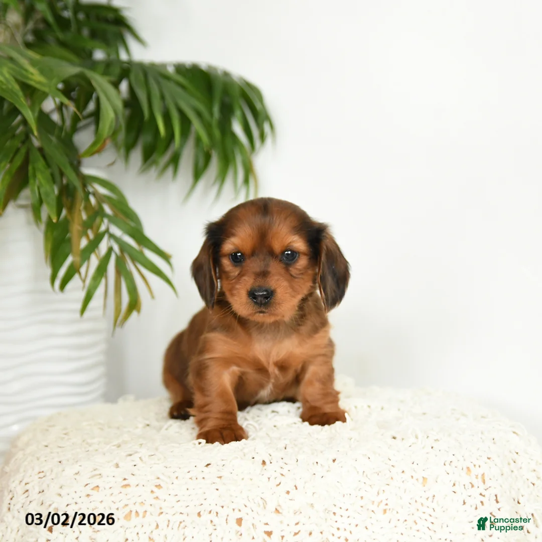 Miniature Dachshund dogs for sale: Jemmie - Ad 1