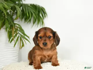 Miniature Dachshund dogs for sale: Jemmie - Ad 2